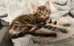 Mixed Breed cats for sale: Adorable Kittens Ready for Their Forever Homes - Image 4