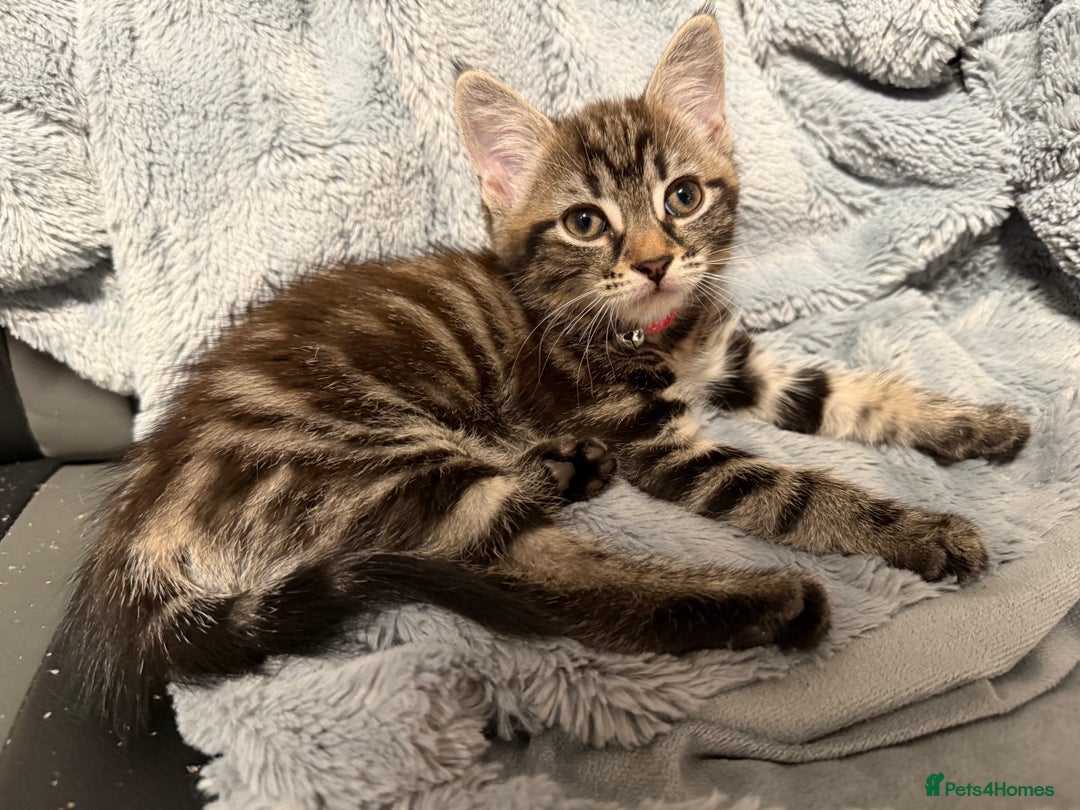 Mixed Breed cats for sale: Adorable Kittens Ready for Their Forever Homes - Image 4