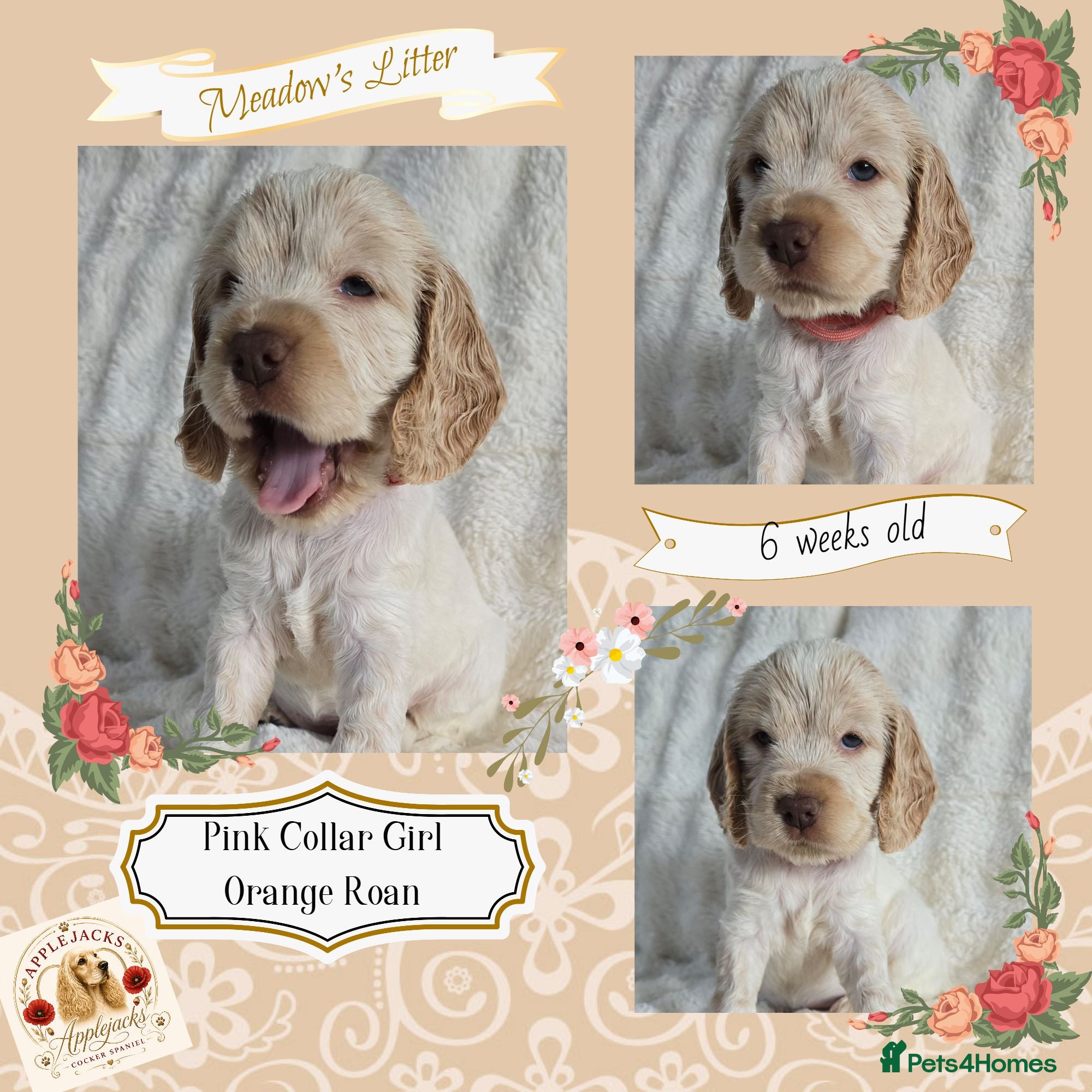 Cocker Spaniel dogs Pedigree Cocker Spaniel Puppies  - Advert 1