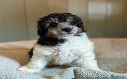 Toy Poodle dogs for sale: Our gorgeous and rare coloured toy poodles - Image 2