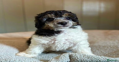 Toy Poodle dogs - Advert 9