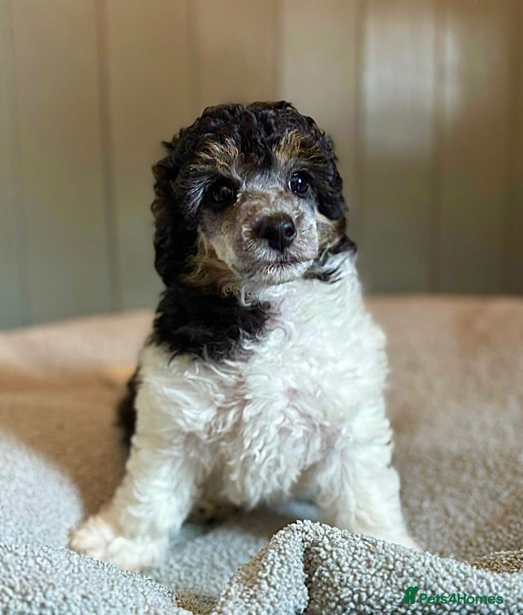 Toy Poodle dogs for sale: Our gorgeous and rare coloured toy poodles - Image 2