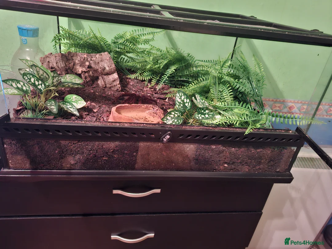 Spiders invertebrates for sale: Adult Male Goliath Birdeater - Advert 3