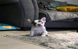 French Bulldog dogs for sale: Fluffy French Bulldogs  - Image 32