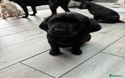 Labrador Retriever dogs for sale: Stunning kc labradors  - Image 12