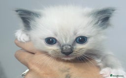 Ragdoll cats for sale: Blue mitted ragdoll kittens  - Image 1
