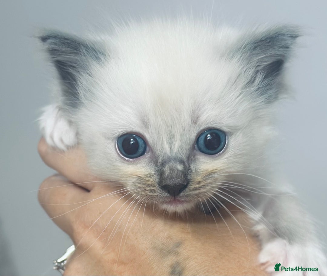 Ragdoll cats for sale: Blue mitted ragdoll kittens  - Image 1