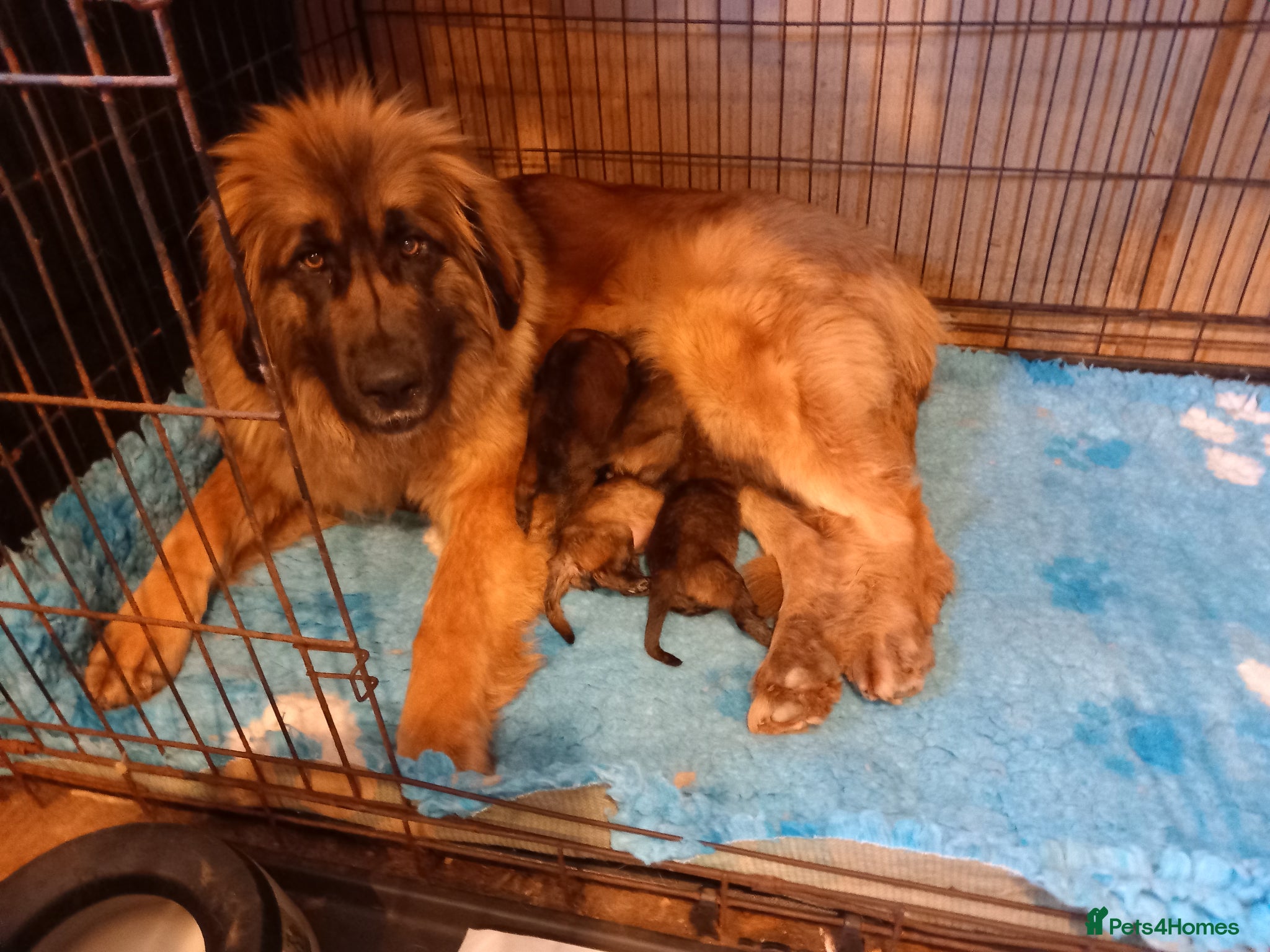 Leonberger dogs Beautiful home raised girl puppies - Advert 1