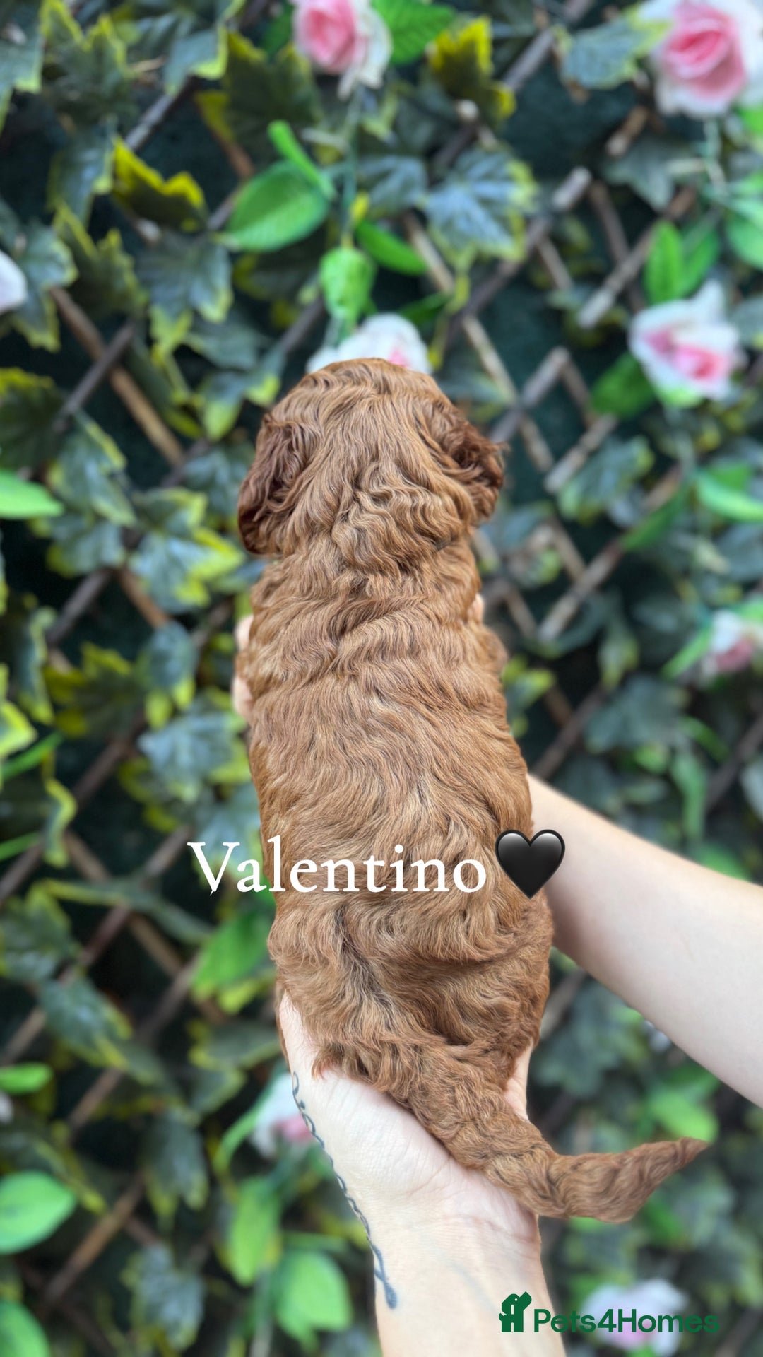 Cockapoo dogs for sale: beautiful F1 cockapoo's in Wembley - Image 3