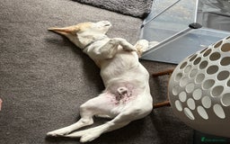 Mixed Breed dogs for sale: Max Akita x Bichon mix - Image 3
