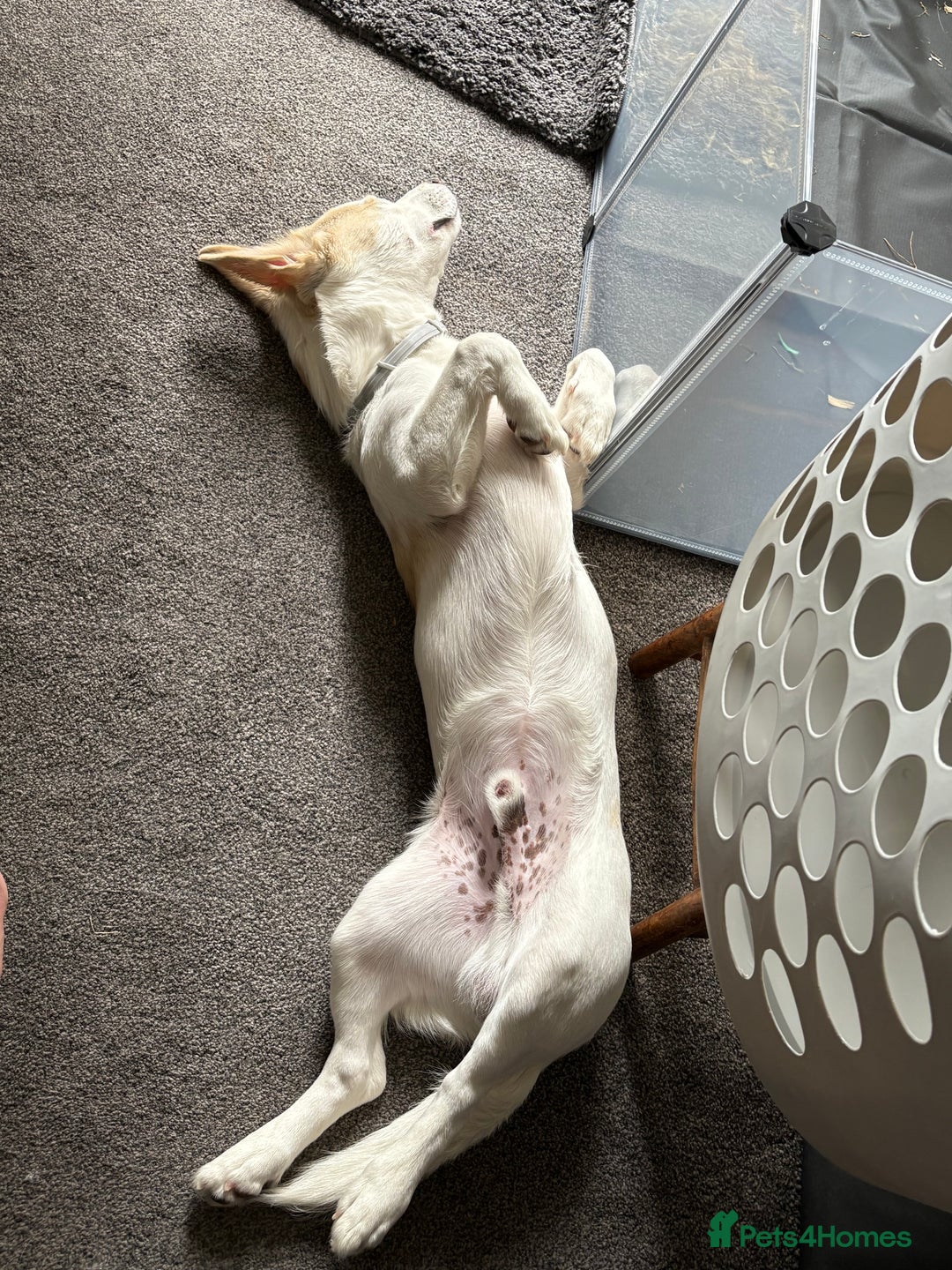 Mixed Breed dogs for sale: Max Akita x Bichon mix - Image 3