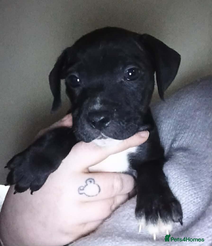 Mixed Breed dogs Staffy x presa x corso puppies  - Advert 5