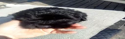 Cockapoo dogs for sale:  cockerpoo licensed breeder  - Advert 20