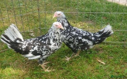 Chickens poultry for sale: Exchequer Leghorn pullets - Image 1