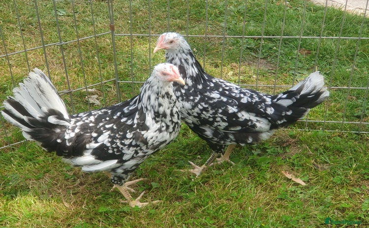 Chickens poultry - Advert 5