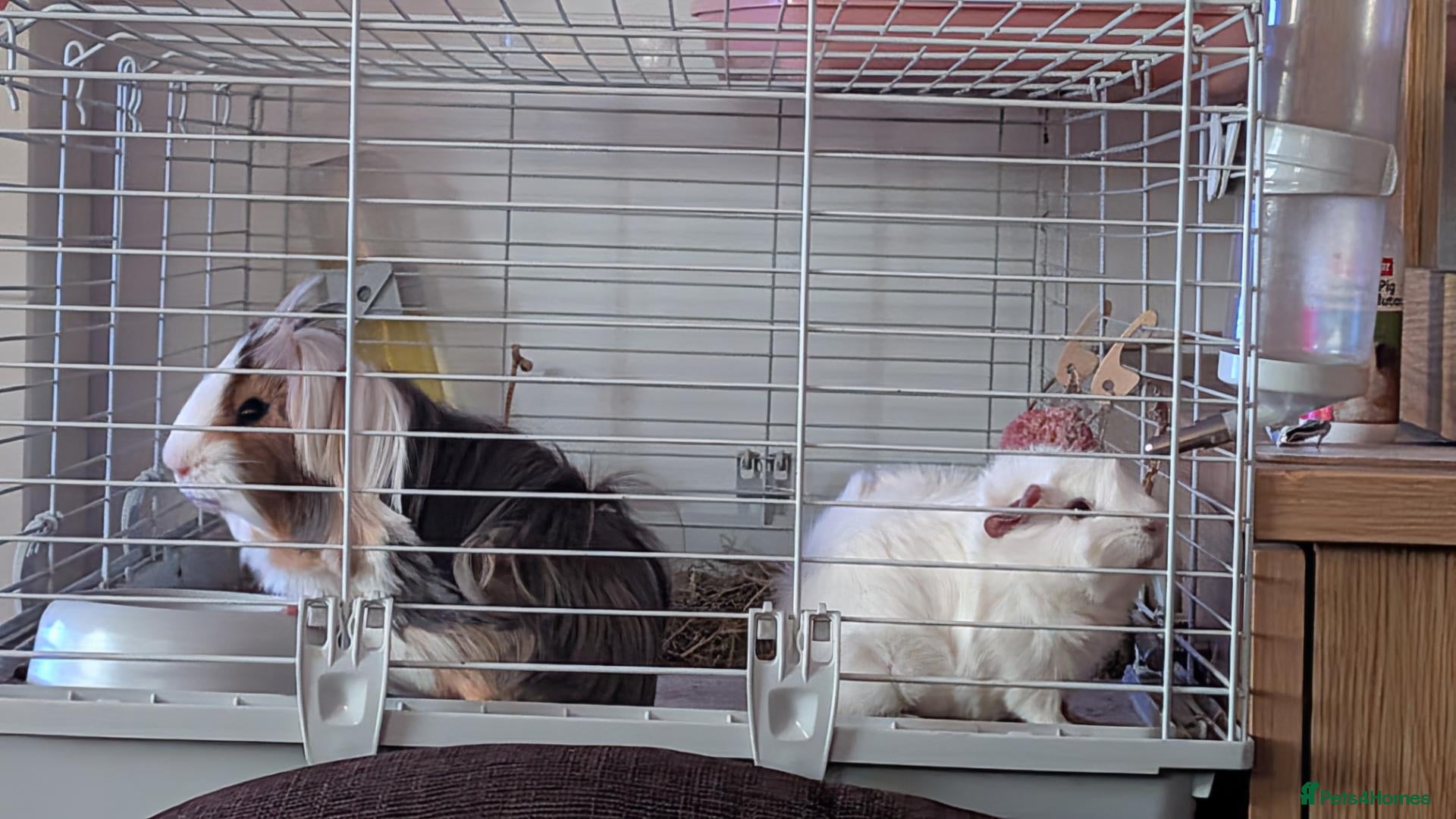 Guinea Pig rodents Two bonded male guinea pigs - Advert 1