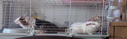 Guinea Pig rodents for sale: Two bonded male guinea pigs - Advert 1