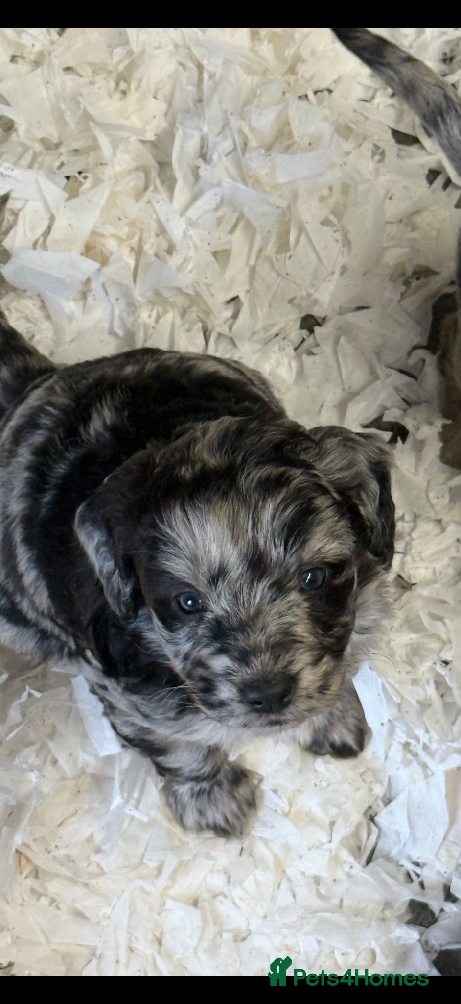 Labradoodle dogs Cracking F1 Labradoodles.  - Advert 16