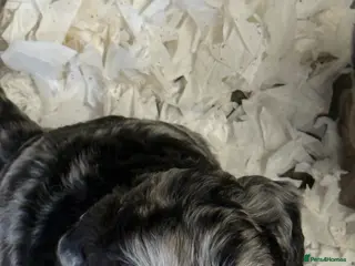 Labradoodle dogs Cracking F1 Labradoodles. - Advert 16