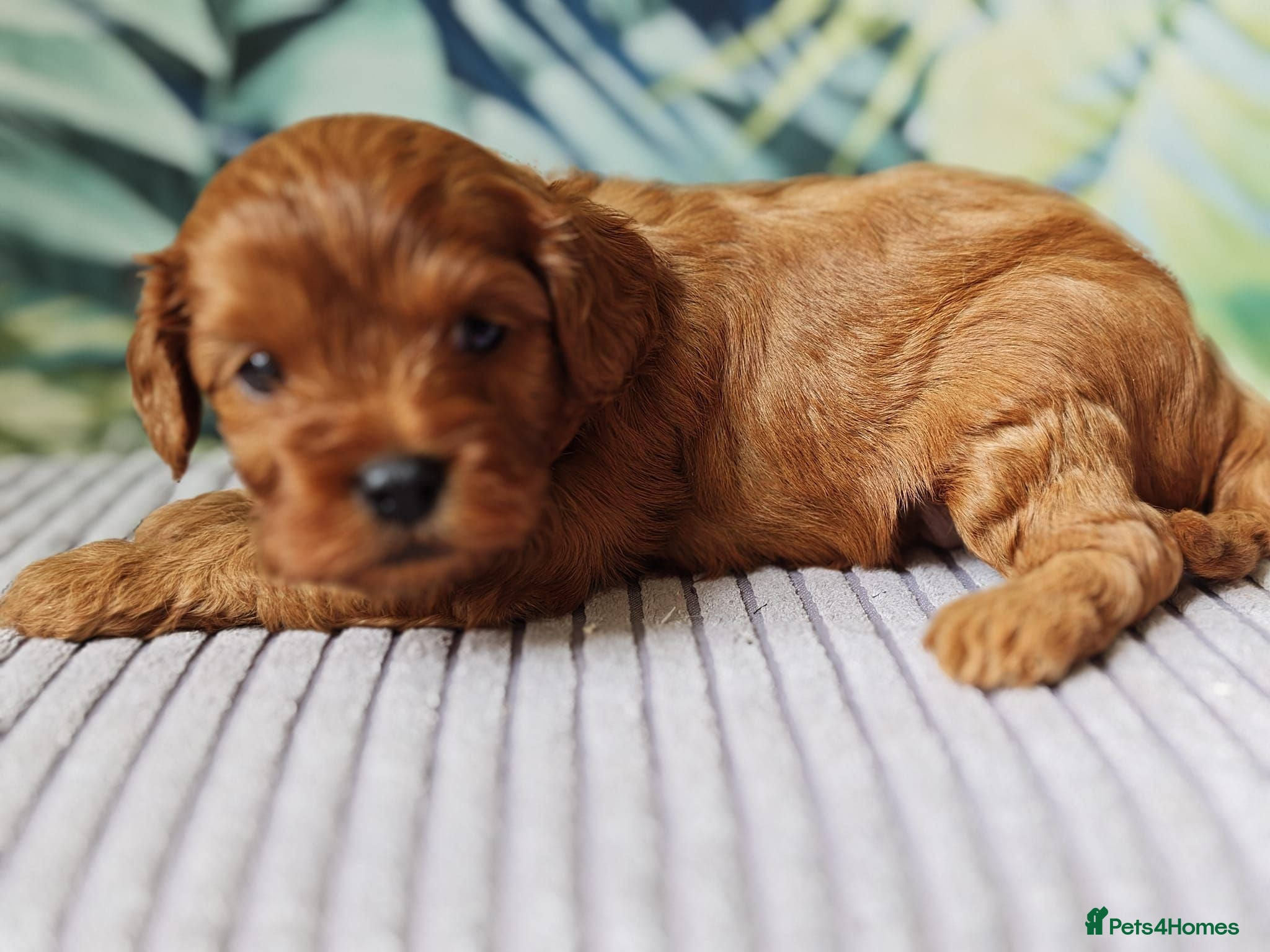Cavapoo dogs F1 beautifull litter of 8 🧸 🧸❤️❤️❤️ - Advert 8