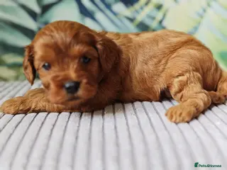 Cavapoo dogs F1 beautifull litter of 8 🧸 🧸❤️❤️❤️ - Advert 8