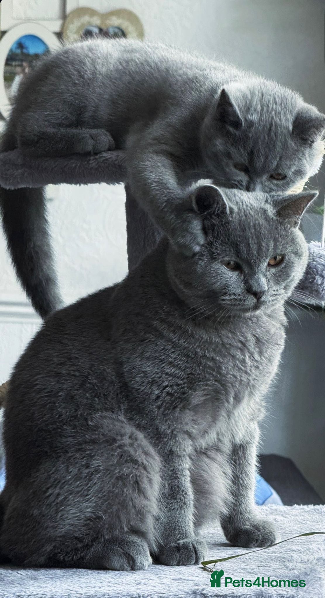 British Shorthair cats British Shorthair kittens - Advert 2