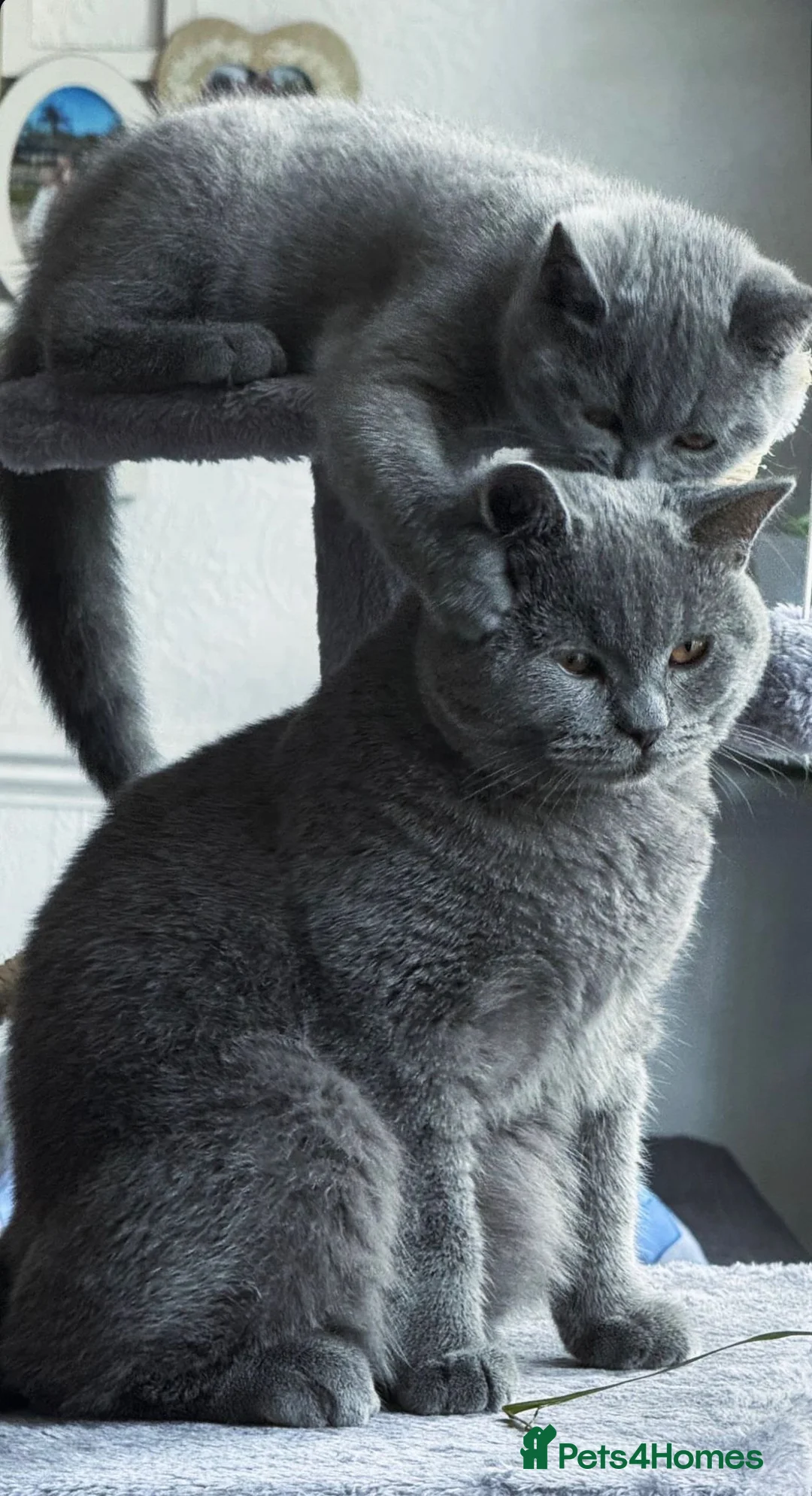 British Shorthair cats for sale: British Shorthair kittens in South Ockendon - Advert 2