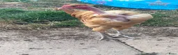 Chickens poultry for sale: Naked Neck Hen & Cockerel Looking for a New Home in Lydney - Advert 4