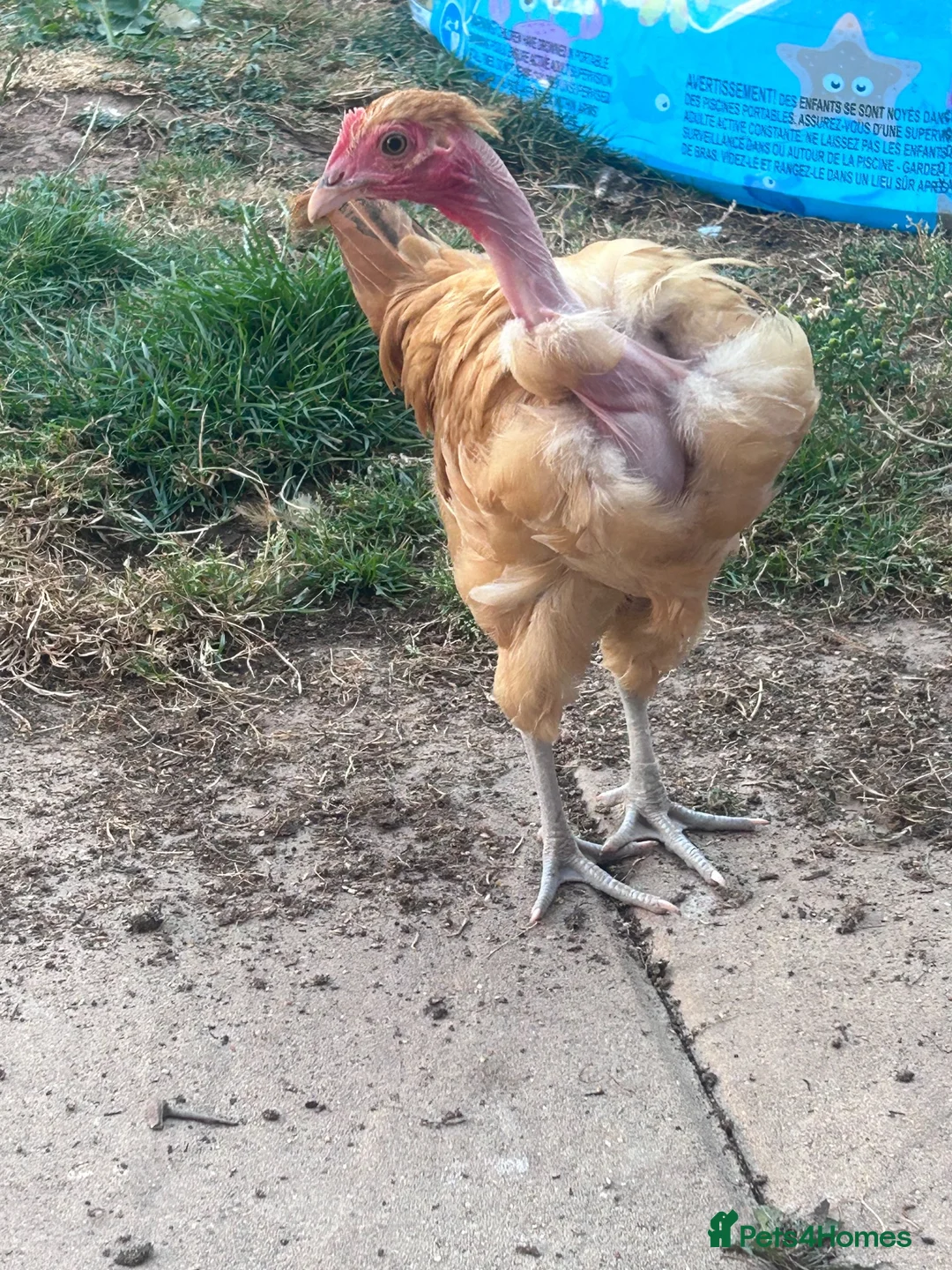 Chickens poultry for sale: Naked Neck Hen & Cockerel Looking for a New Home in Lydney - Advert 4