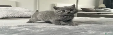 British Shorthair 4