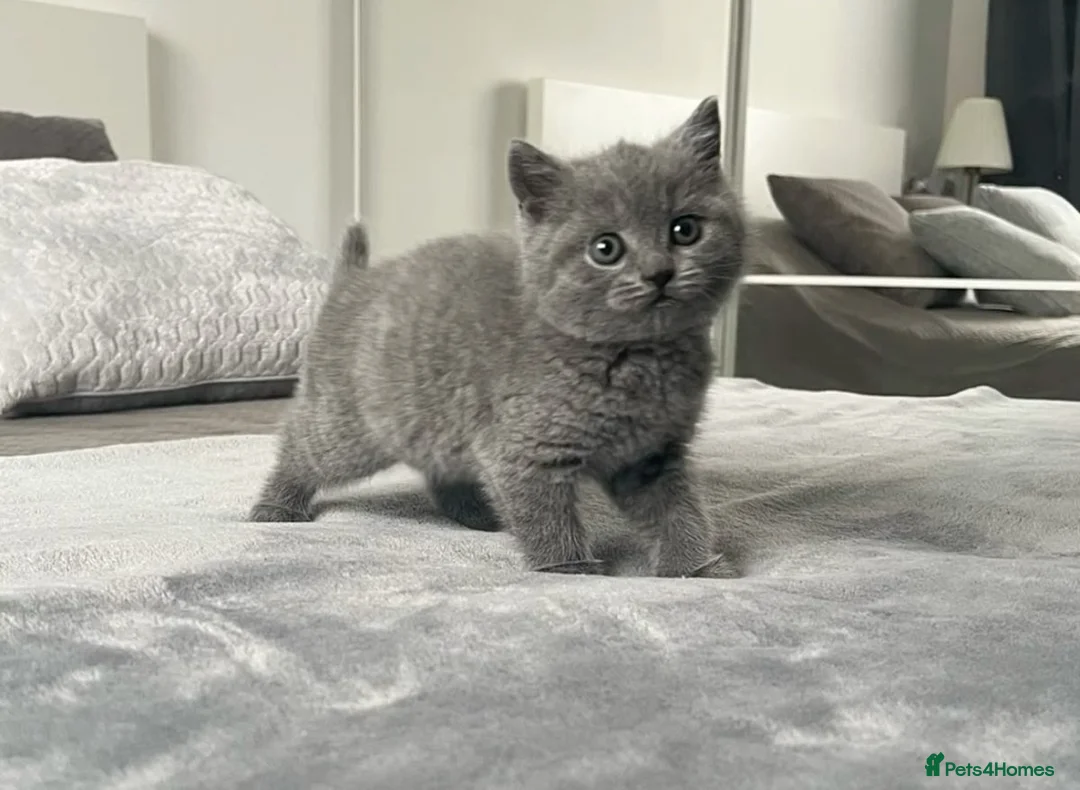 British Shorthair cats for sale: British shorthairs  - Advert 7