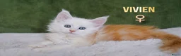 Maine Coon cats for sale: Rare Silver Shaded TICA Maine Coon Kittens in Canvey Island - Advert 8