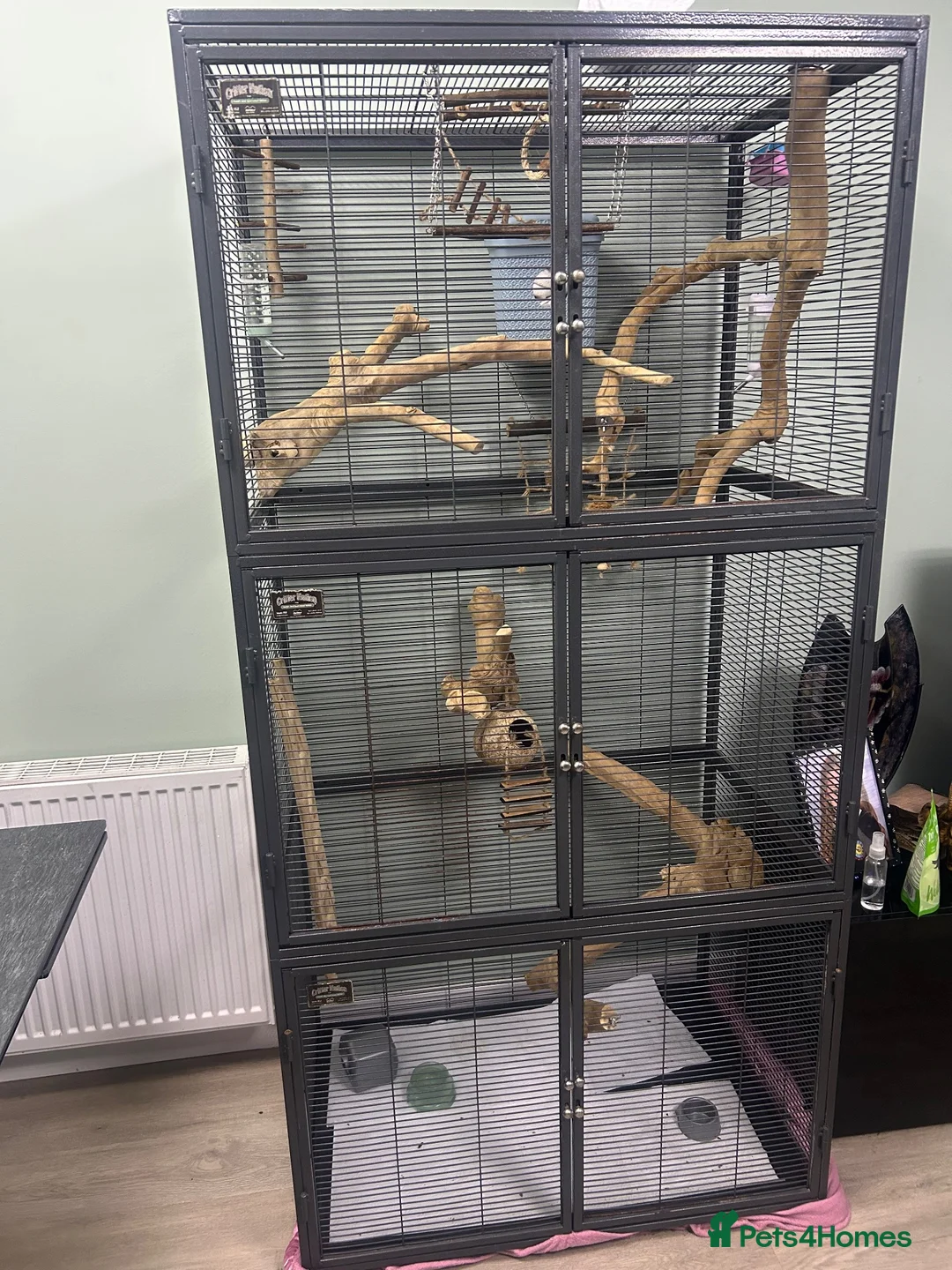 Sugar Glider rodents for sale: Sugar Glider Trio for Sale  - Advert 2