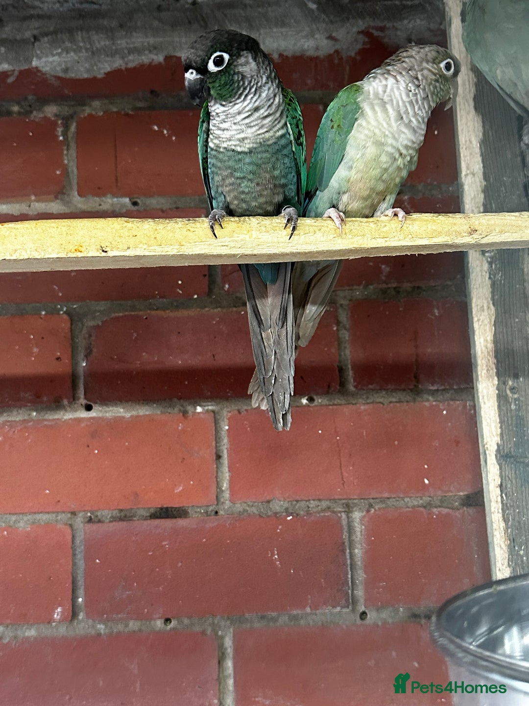 Mixed Breed birds for sale: Different birds for sale  - Advert 7