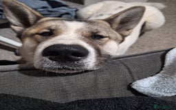 Akita dogs for sale: Sweet Akita Girl - Image 12