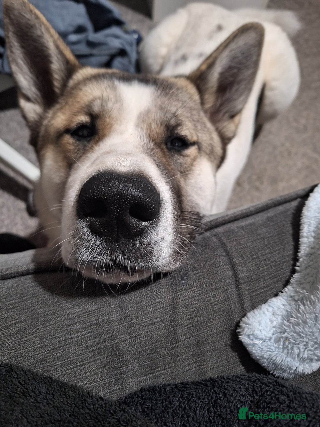 Akita dogs for sale: Sweet Akita Girl - Image 12