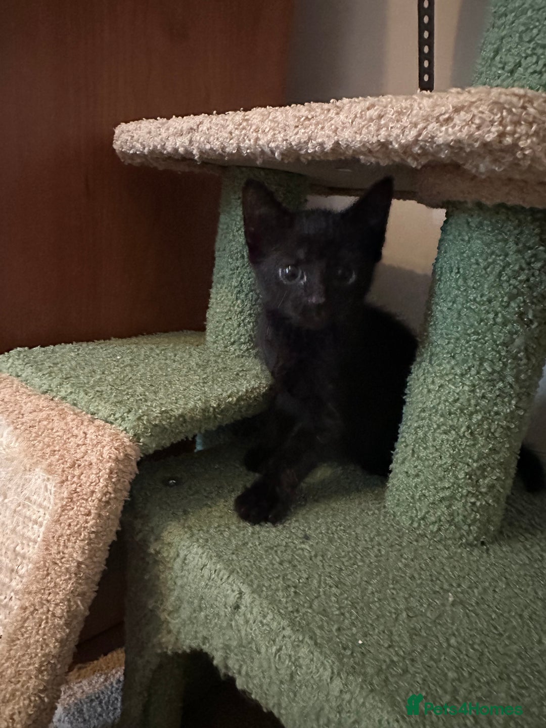 Domestic Shorthair cats for sale: Two black kittens 1xm 1xf - Image 4
