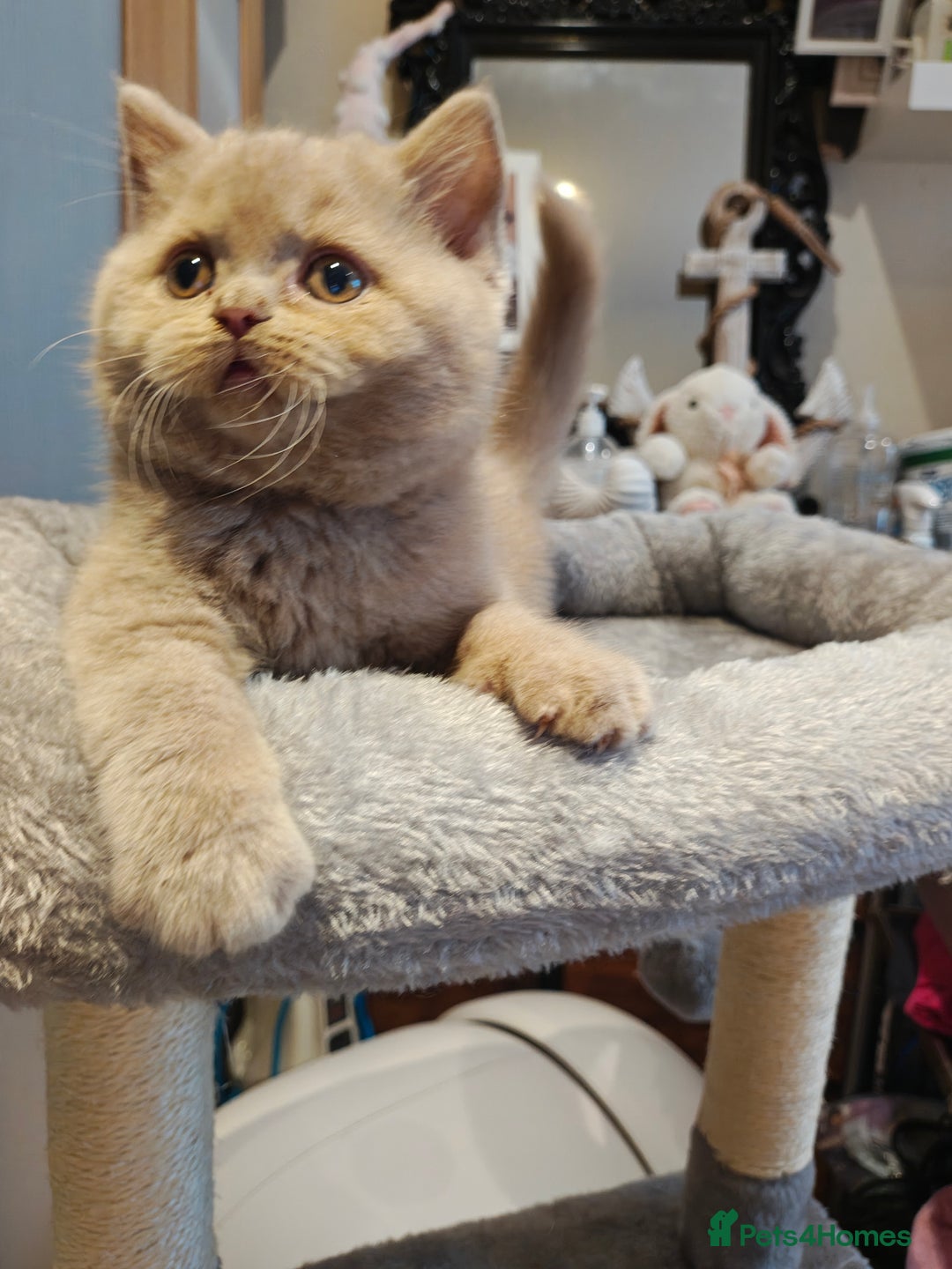 British Shorthair cats for sale: Fawn male Shorthair Tica  - Image 16