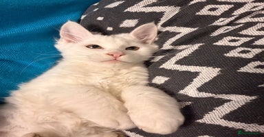 Maine Coon cats - Advert 1