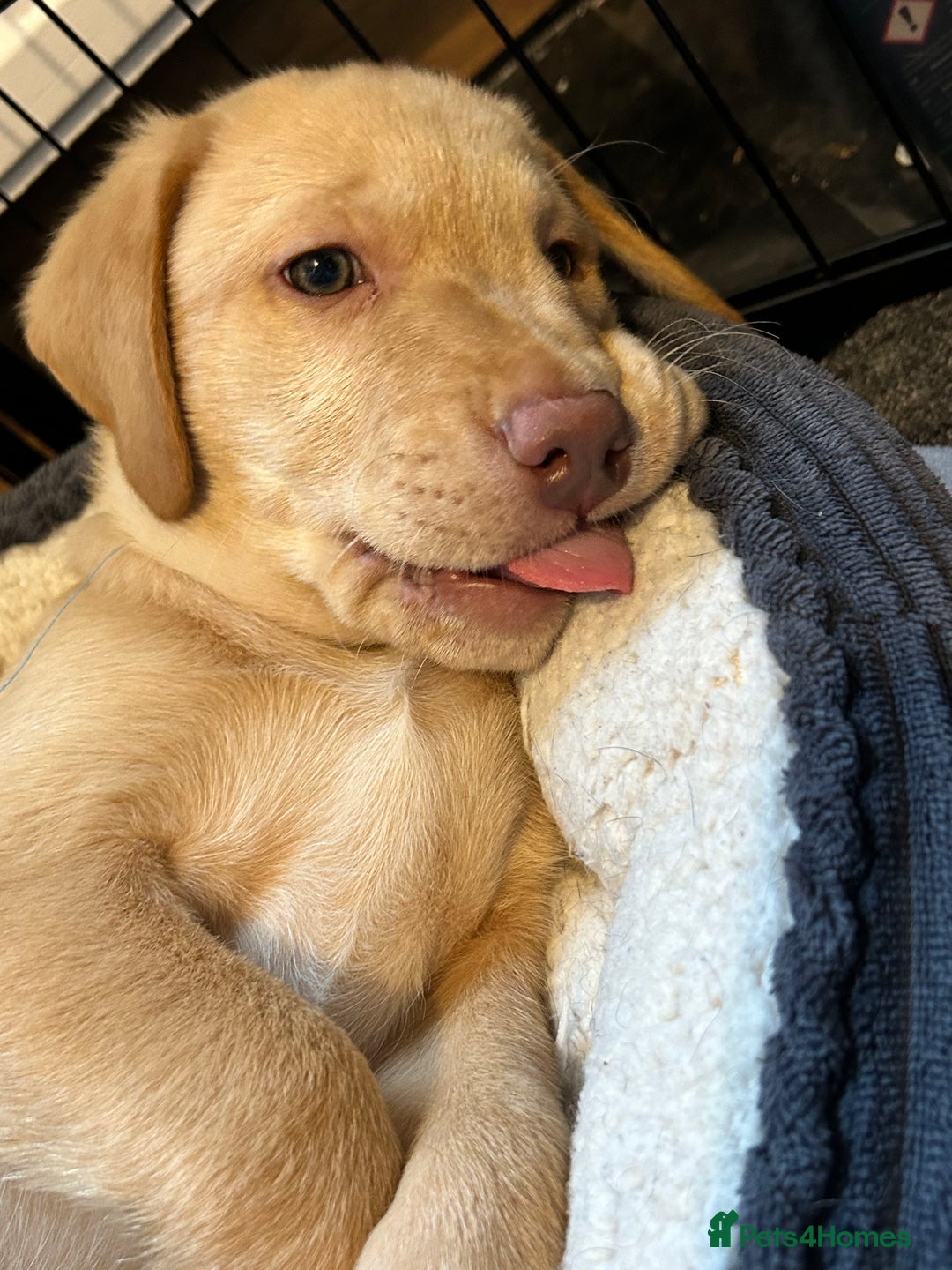 Labrador Retriever dogs for sale: Pinky Nose/olive eyes Very Unique Yellow puppy  - Image 30