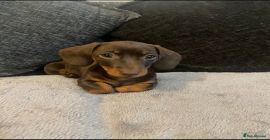 Miniature Dachshund dogs - Advert 3