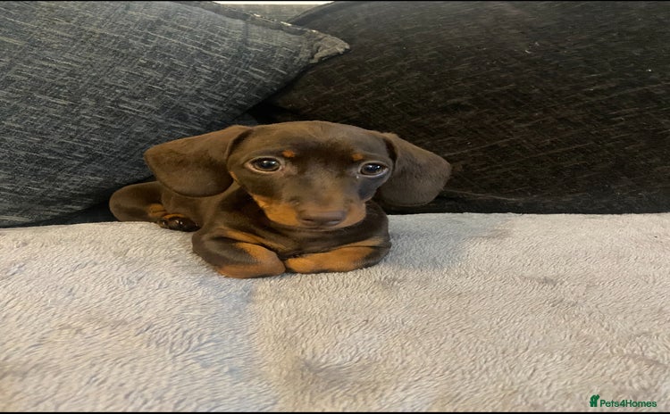 Miniature Dachshund dogs - Advert 13