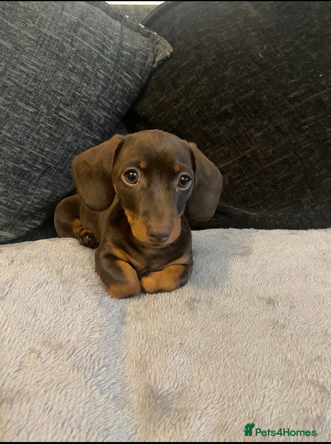Miniature Dachshund dogs for sale: Miniature Dachshunds - Image 1