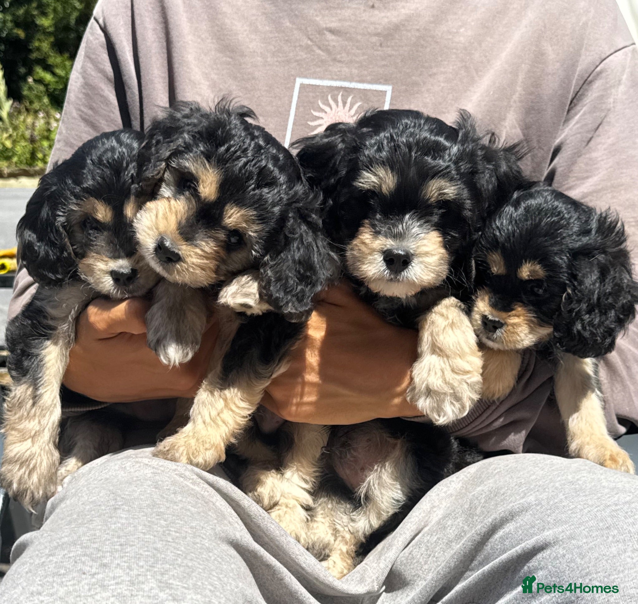 Mixed Breed dogs for sale: Absolutely Stunning Rare Phantom Cavapoo - Advert 1
