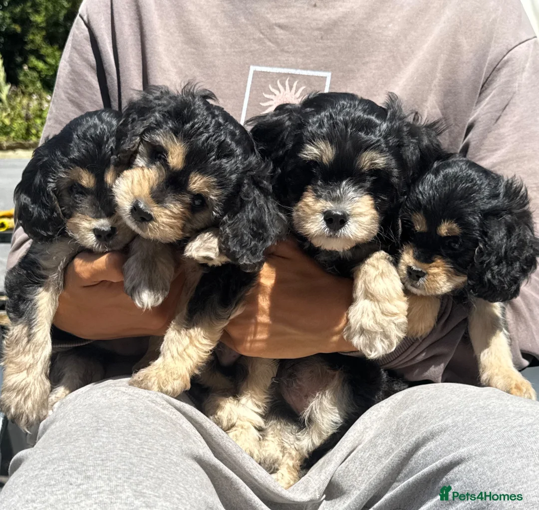 Mixed Breed dogs for sale: Absolutely Stunning Rare Phantom Cavapoo - Advert 1