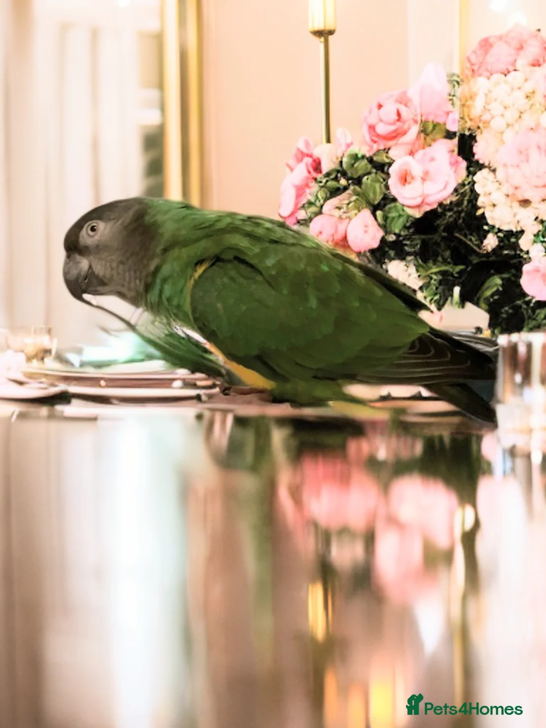 Parrots birds for sale: Senegal parrot 4 babies available very friendly - Advert 2