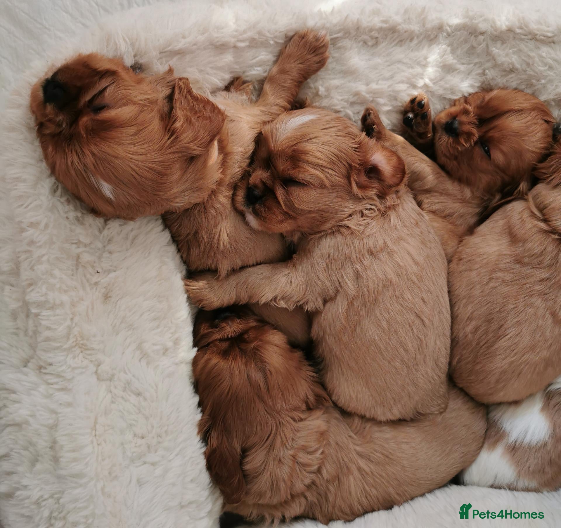 Cavalier King Charles Spaniel dogs Ruby KC registered and DNA tested cavalier boys - Advert 1