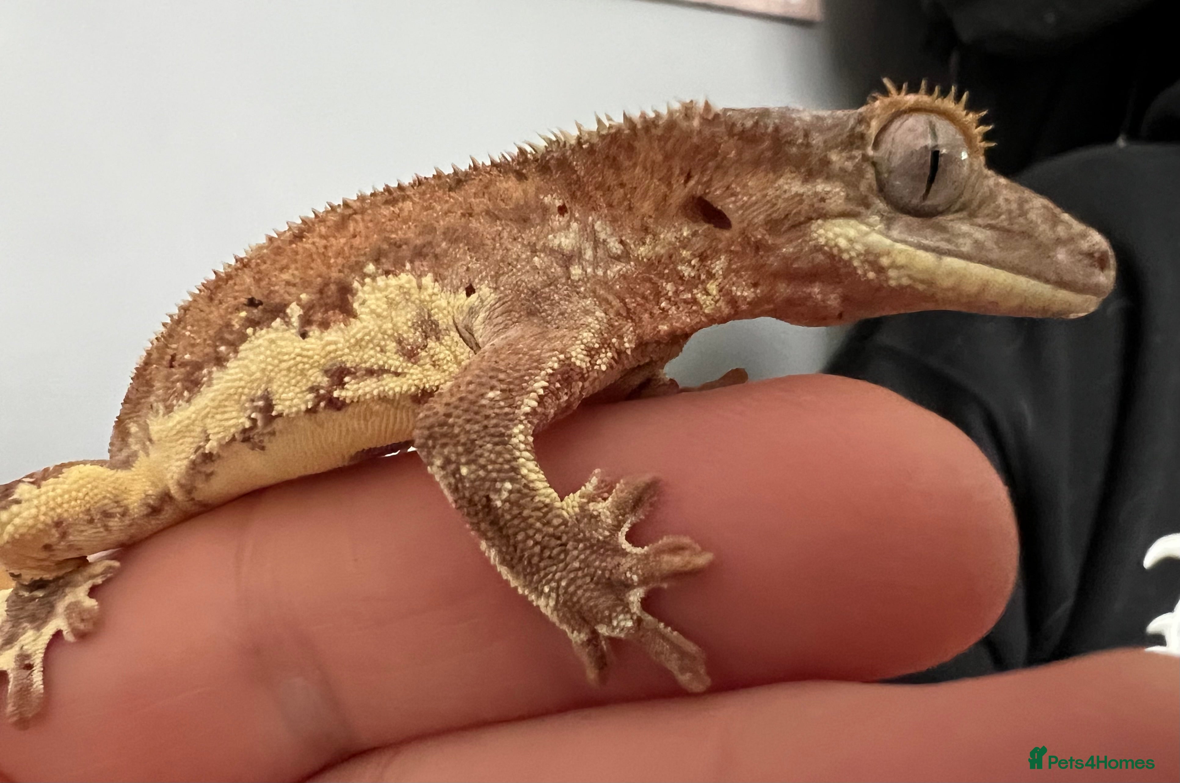 Gecko reptiles Crested Gecko 'Frankie' looking for 5* home - Advert 17