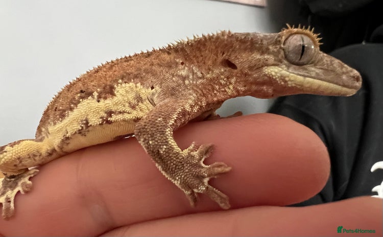 Gecko reptiles - Advert 1