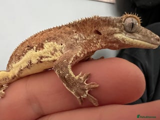Gecko reptiles Crested Gecko 'Frankie' looking for 5* home - Advert 5